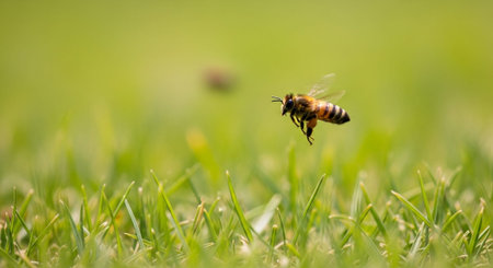 Macro Insect Photography Collection â€“ Bees, Beetles, Spiders, Honeycomb, Dragonflies, Coral...