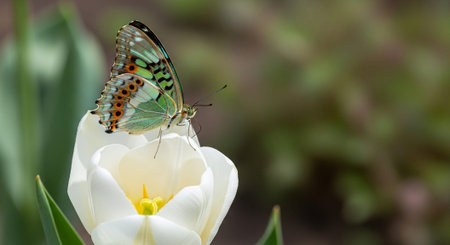 Macro Insect Photography Collection â€“ Bees, Beetles, Spiders, Honeycomb, Dragonflies, Coral...