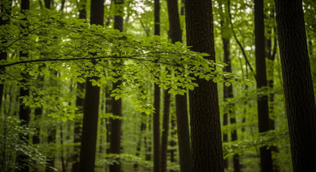 Organic Healthy Food, Fresh Fruits and Vegetables, Farm Animals and Scenic Countryside Landscape Collection.の写真素材