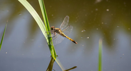Wild Animals in Natural Habitat â€“ Wildlife Photography Collection in Forest, Savannah, Snow...