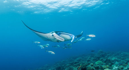 Wild Animals in Natural Habitat â Wildlife Photography Collection in Forest, Savannah, Snow and Sunset Landscapes.の写真素材