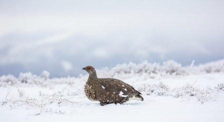 Wild Animals in Natural Habitat â€“ Wildlife Photography Collection in Forest, Savannah, Snow...