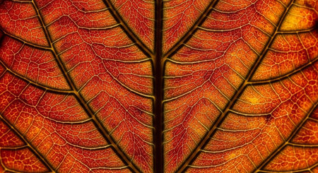 Beautiful Nature Landscapes and Floral Background Collection.