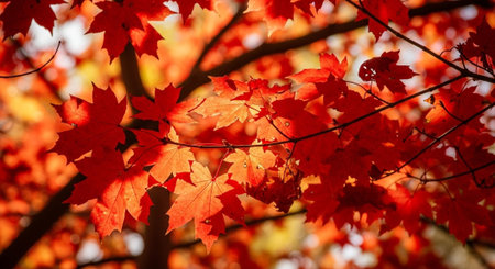 Beautiful Nature Landscapes and Floral Background Collection.の写真素材