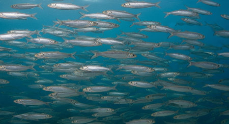 Underwater Marine Life with Tropical Fish in Blue Ocean.