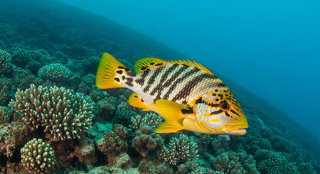 Underwater Marine Life with Tropical Fish in Blue Ocean.