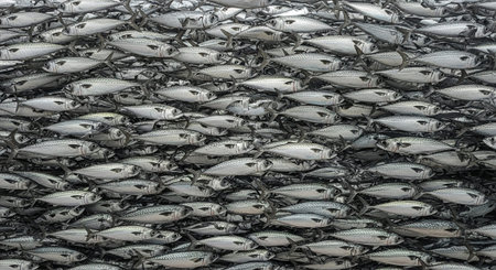 Underwater Marine Life with Tropical Fish in Blue Ocean.