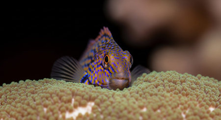 Underwater Marine Life with Tropical Fish in Blue Ocean.