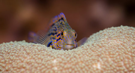Underwater Marine Life with Tropical Fish in Blue Ocean.