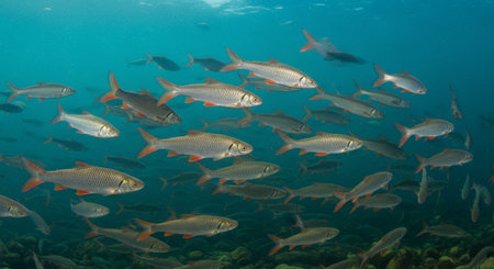 Underwater Marine Life with Tropical Fish in Blue Ocean.