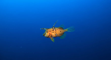 Underwater Marine Life with Tropical Fish in Blue Ocean.