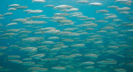 Underwater Marine Life with Tropical Fish in Blue Ocean.