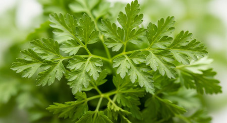 Fresh Organic Vegetables and Healthy Food Background.