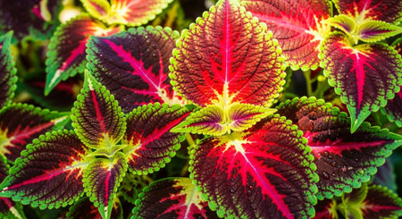 Colorful Garden Nature and Organic Farming Background.