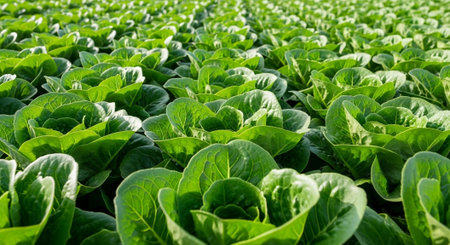 Colorful Garden Nature and Organic Farming Background.