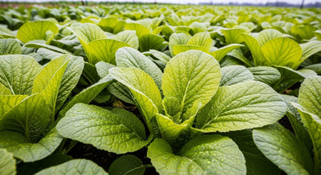 Colorful Garden Nature and Organic Farming Background.