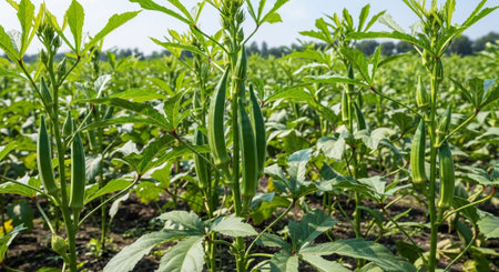 Colorful Garden Nature and Organic Farming Background.