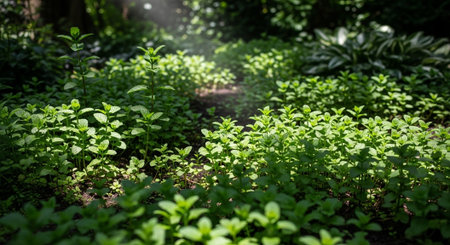 Colorful Garden Nature and Organic Farming Background.