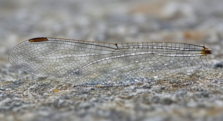 Abstract Macro Nature Background with Natural Textures and Details.