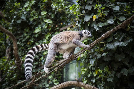 Lemur 
