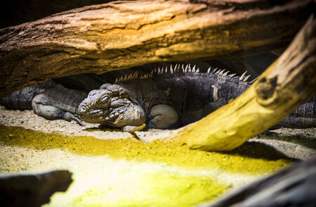 Iguana の写真素材