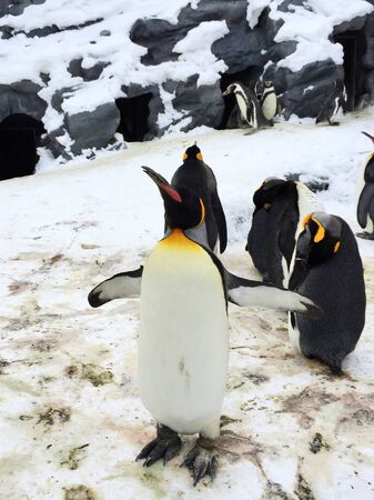 penguin in the zooの写真素材