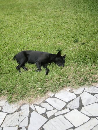 dog sleepingの写真素材