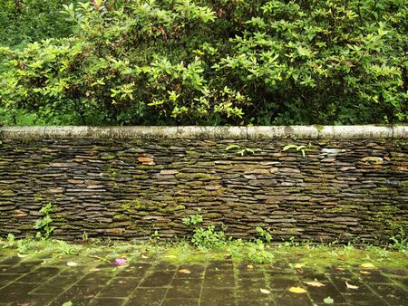 greens in taichungの写真素材