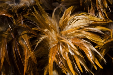 brown feathers