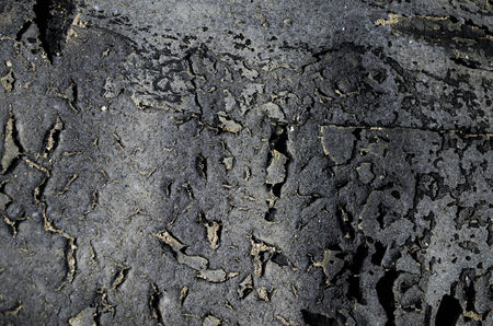 desert dried tar