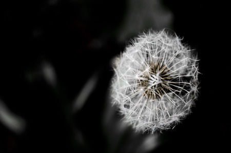 dry dandelion backgroundの写真素材