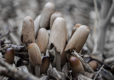 ink cap mushroom (Coprinopsis atramentaria)