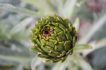 artichoke growing in a gardenの写真素材