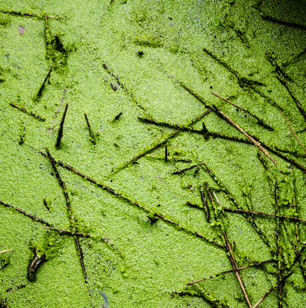 algae and sticks texture