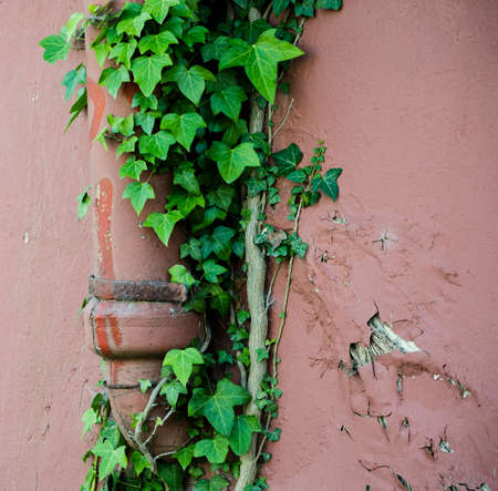 ivy growing on a cottage drainpipeの写真素材