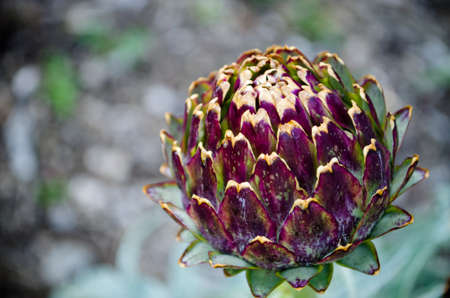 artichoke plant (Cynara cardunculus)の写真素材