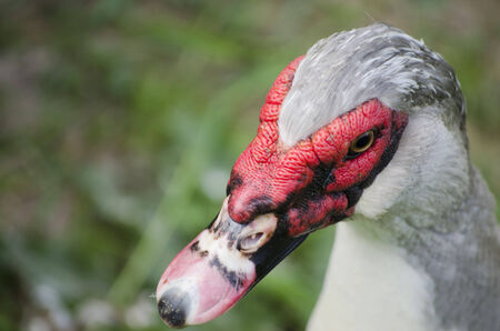 Duck faceの写真素材