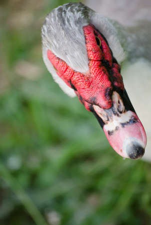 Duck faceの写真素材