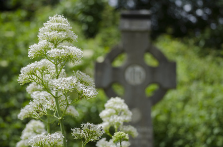 White flowers at graveの写真素材
