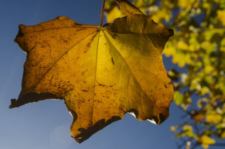 autumn leaf against blue sky