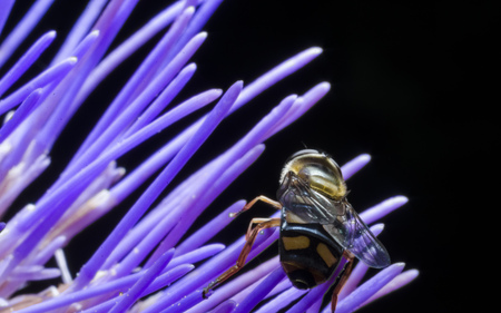 Wasp on flower macro