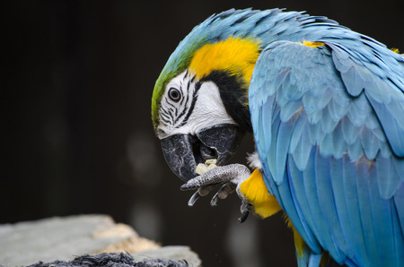 Macaw feeding
