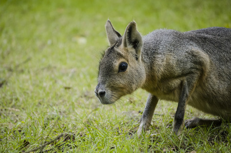 Dolichotis patagonum or Patagonian maraの写真素材