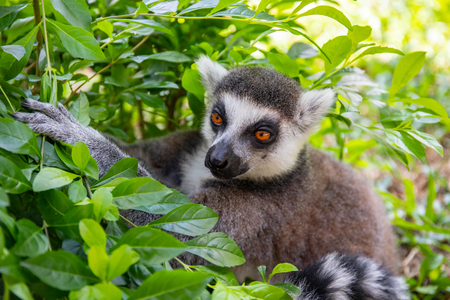 Ring-tailed lemur in the wild nature against a green leaves. Lemur catta close up portraitの写真素材