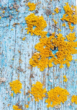 Natural backgrounds, texture yellow lichen on old blue woodの写真素材