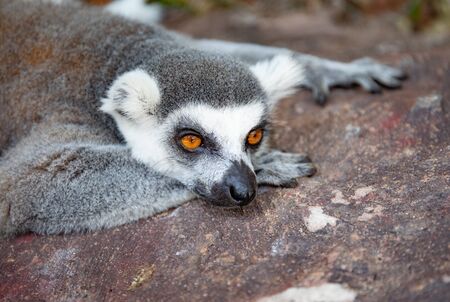 Ring-tailed lemur in the wild nature. Lemur catta close up portrait.の写真素材