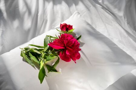 Peony flowers staying on open book in white bed. Blank open diary and red flower on a bedlinen. Good morning. Top view.の写真素材