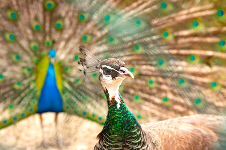 Peacock- peafowl with open tail. Male and female pecocks together. Side view.の写真素材