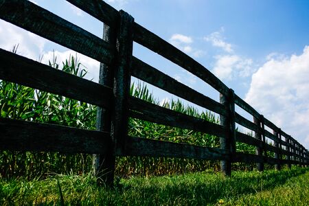 Cornfield Behind a Fenceの写真素材