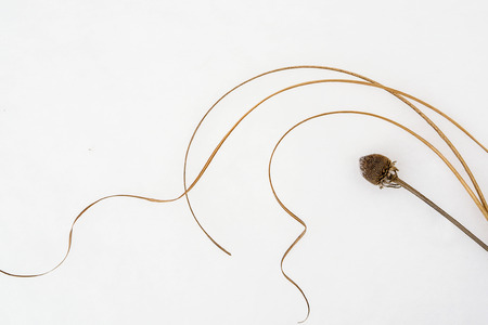 Winter Plants on Whiteの写真素材